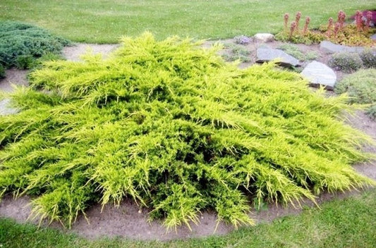 Kadagys tarpinis (Juniperus pfitzeriana) 'Gold Star'