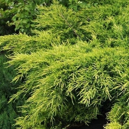 Kadagys tarpinis (Juniperus pfitzeriana) 'King of Spring'