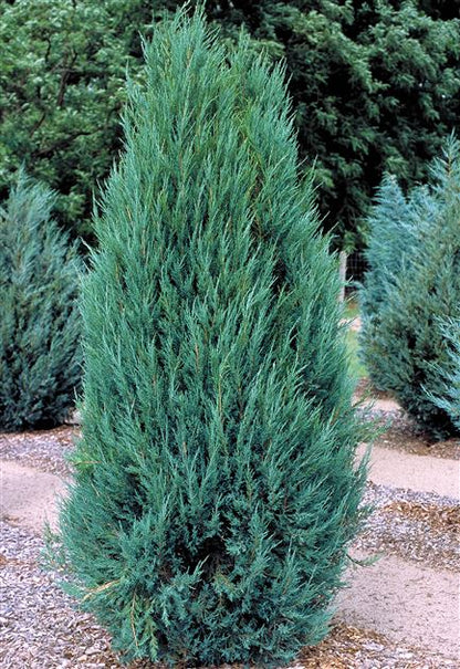 Kadagys uolinis (Juniperus scopulorum) 'Blue Arrow'