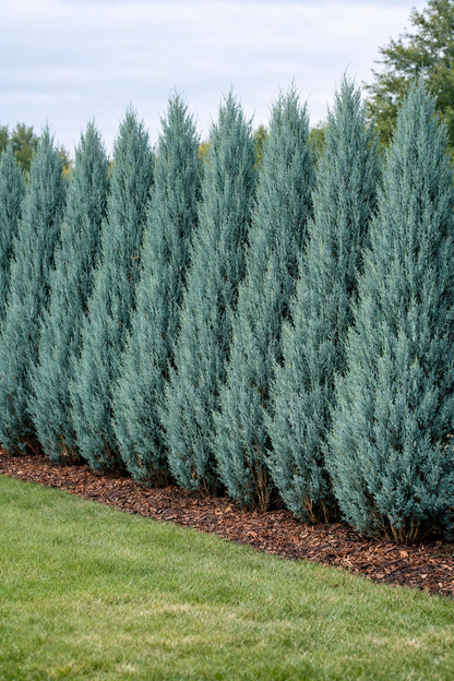 Kadagys uolinis (Juniperus scopulorum) 'Blue Arrow'