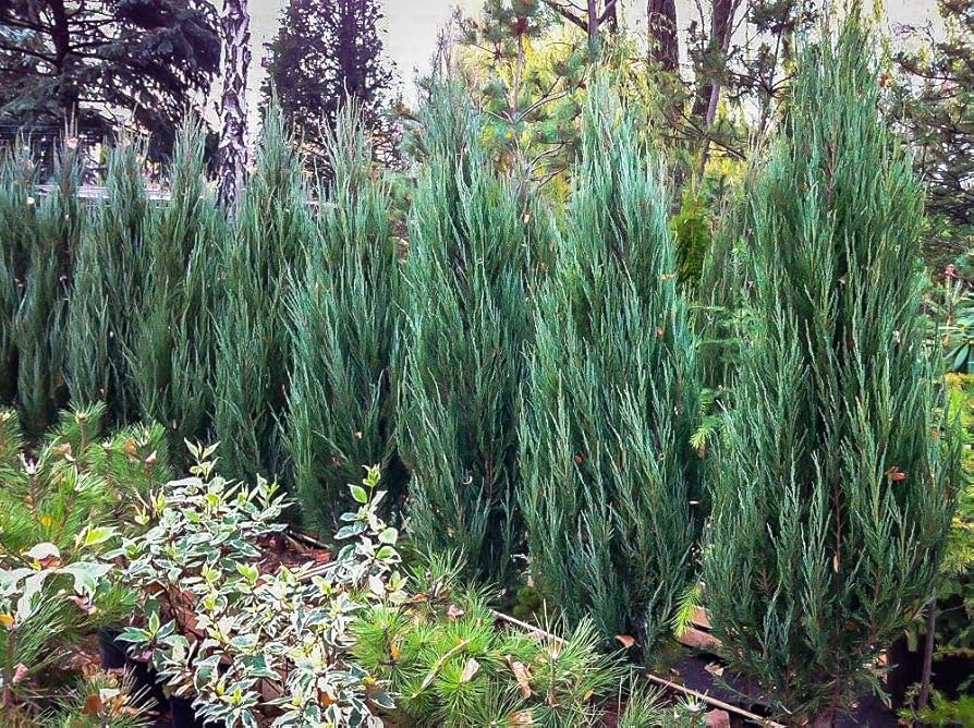 Kadagys uolinis (Juniperus scopulorum) 'Blue Arrow'