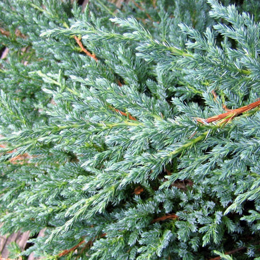 Kadagys žvynuotasis (Juniperus squamata) 'Blue Carpet'