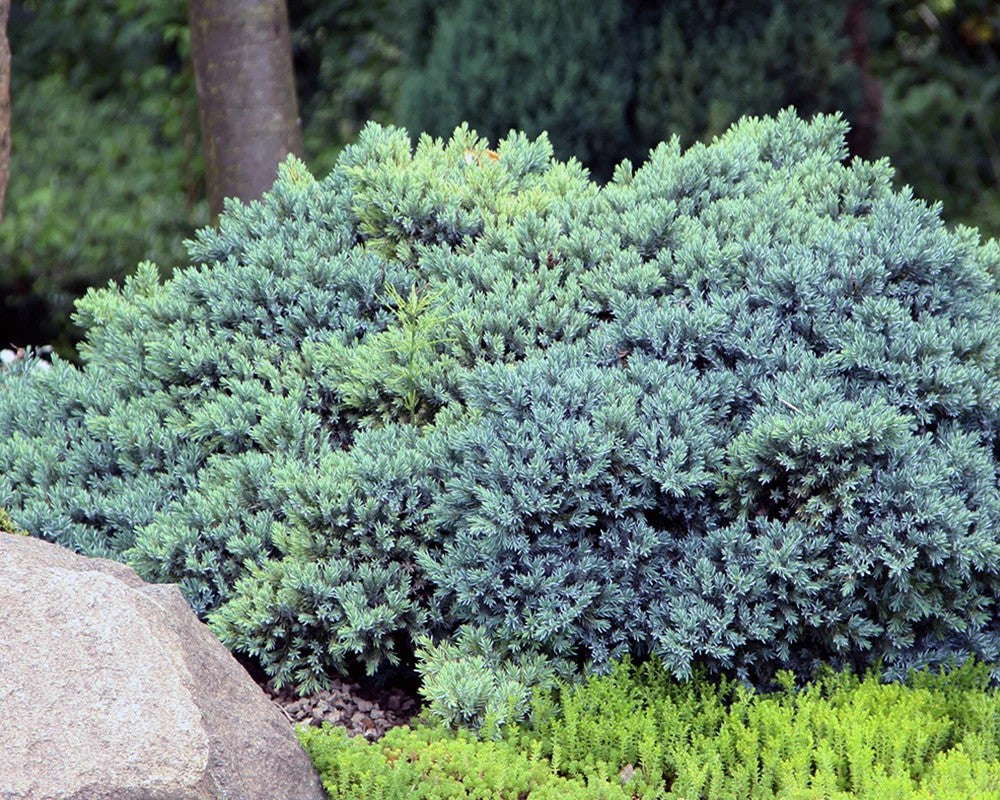 Kadagys žvynuotasis (Juniperus squamata) 'Blue Star'
