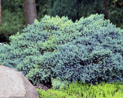 Kadagys žvynuotasis (Juniperus squamata) 'Blue Star'