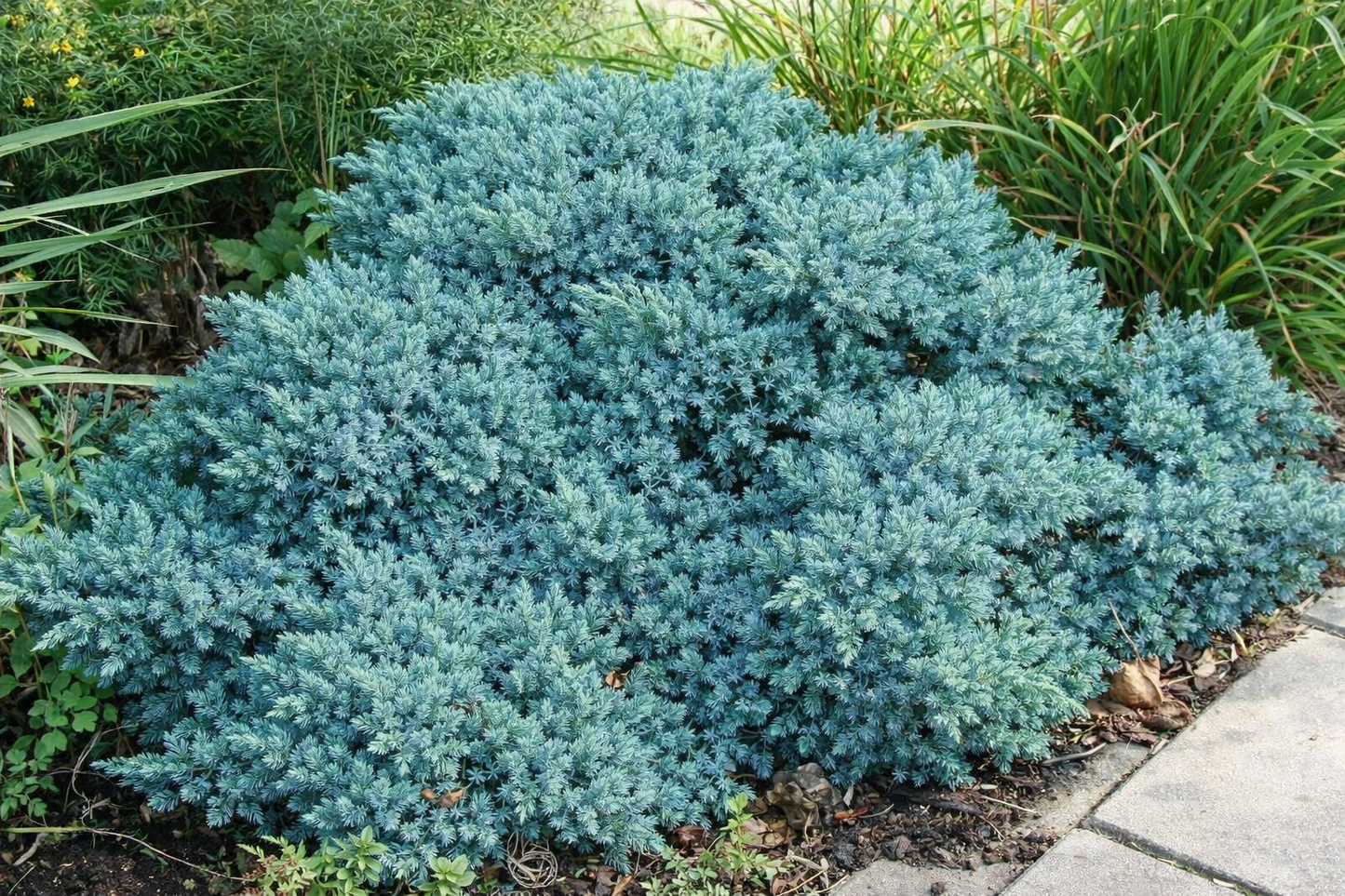 Kadagys žvynuotasis (Juniperus squamata) 'Holger' – Gitanos medeliai