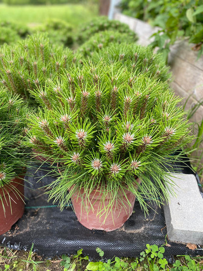 Pušis juodoji (Pinus nigra) 'Marie Bregeon’