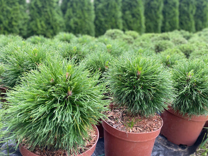 Pušis kalninė (Pinus mugo) 'Varella'