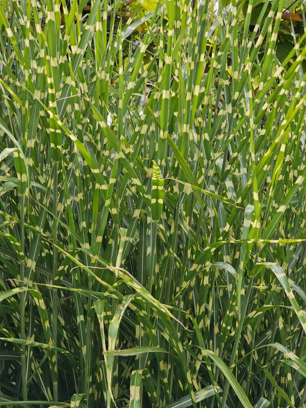 Miskantas kininis (Miscanthus sinensis) 'Strictus'