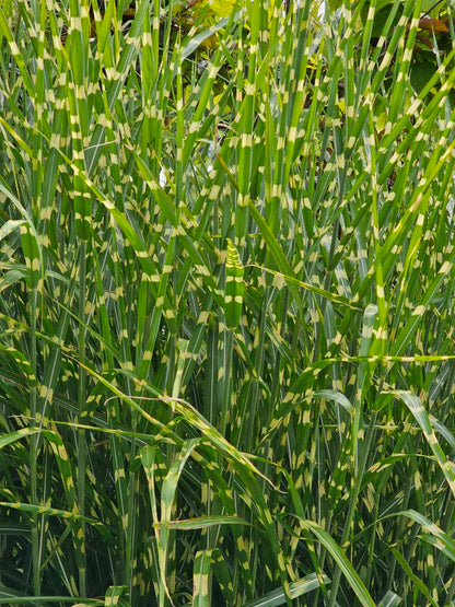 Miskantas kininis (Miscanthus sinensis) 'Strictus'