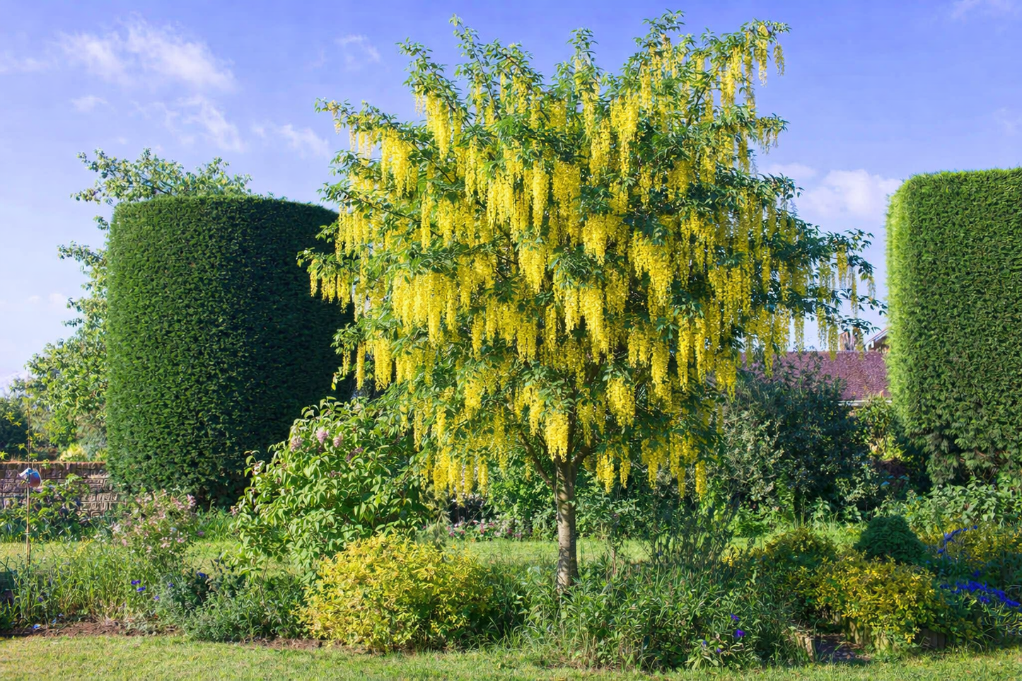 Pupmedis (Laburnum) 'Vossii'
