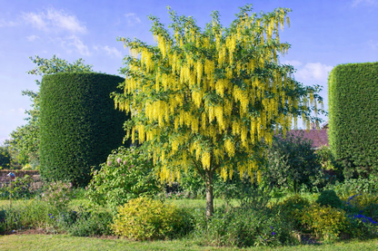 Pupmedis (Laburnum) 'Vossii'