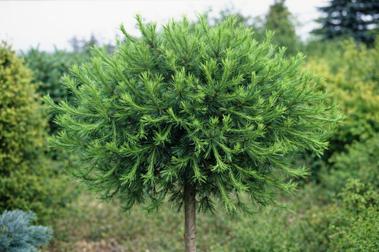 Maumedis europinis (Larix decidua) 'Kornik' Pa