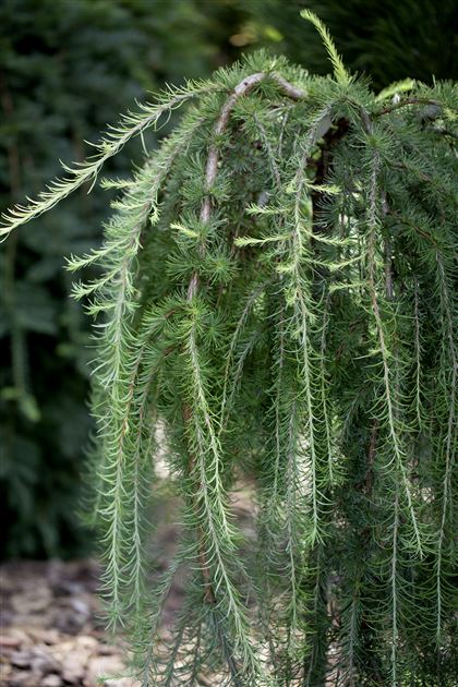Maumedis japoninis (Larix kaempferi) 'Stiff Weeper' Pa