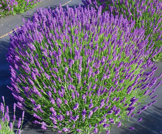 Levanda tikroji (Lavandula angustifolia) 'Hidcote Blue'