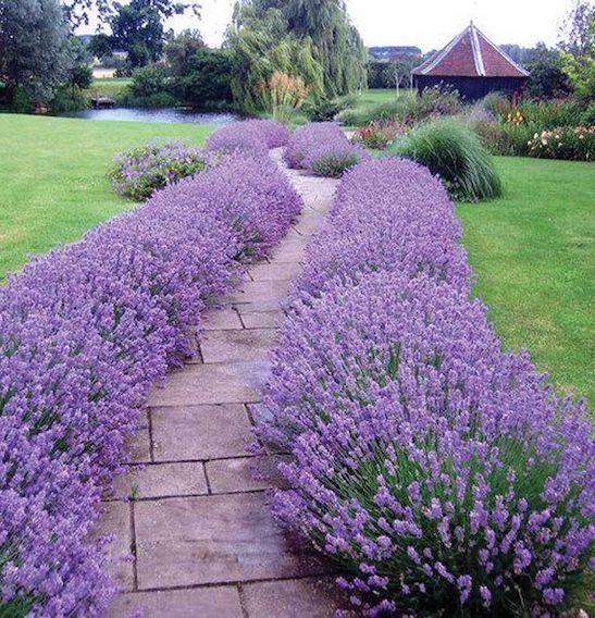 Levanda tikroji (Lavandula angustifolia) 'Munstead’