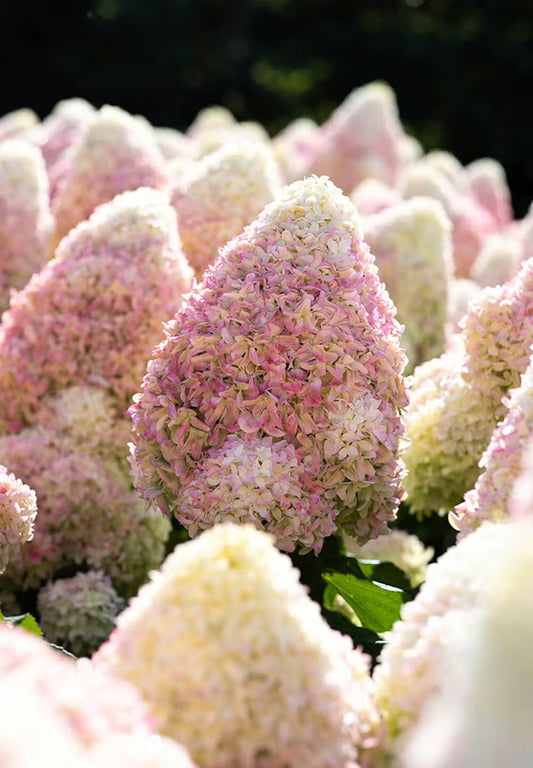 Hortenzija šluotelinė (Hydrangea paniculata) Living 'Candy Love'
