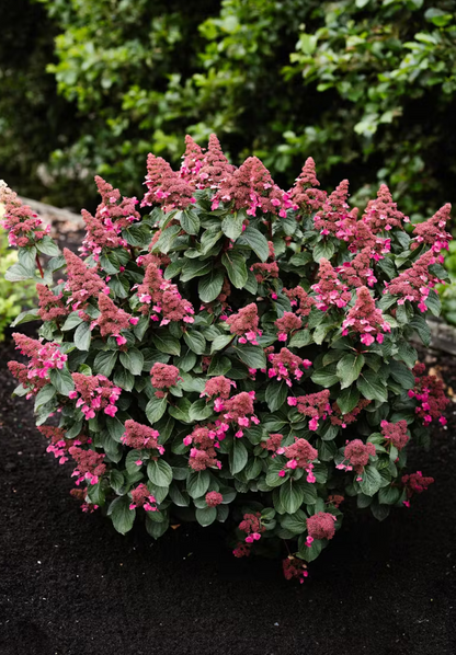 Hortenzija šluotelinė (Hydrangea paniculata) Living 'Infinity'