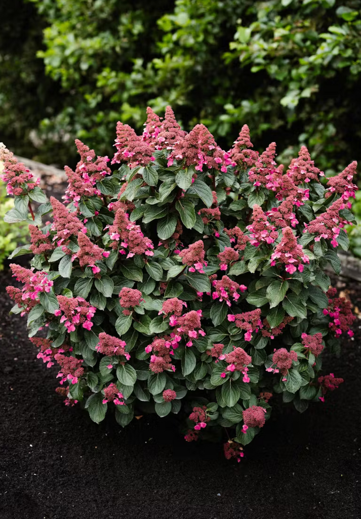 Hortenzija šluotelinė (Hydrangea paniculata) Living 'Infinity ...