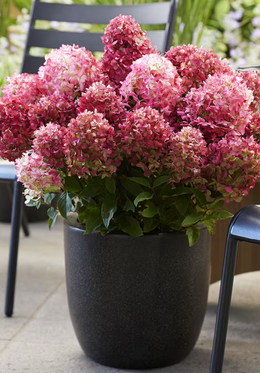 Hortenzija šluotelinė (Hydrangea paniculata) Living 'Little Rosy'