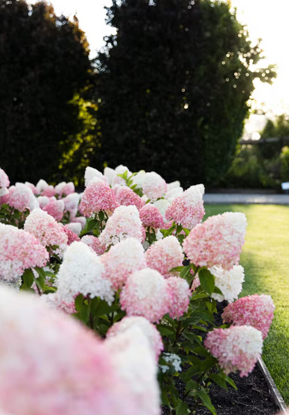 Hortenzija šluotelinė (Hydrangea paniculata) Living 'Pink & Rose'