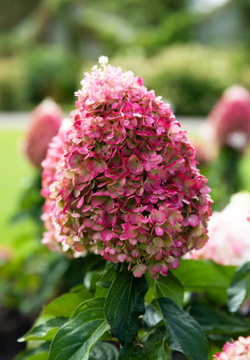 Stiebinė hortenzija šluotelinė (Hydrangea paniculata) Living 'Pinky Promise' Pa