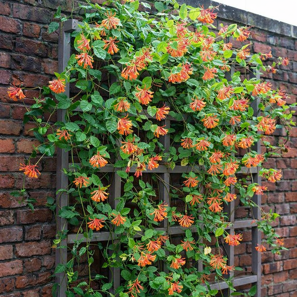 Sausmedis brauno (Lonicera brownii) 'Dropmore Scarlet'