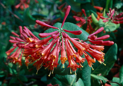 Sausmedis brauno (Lonicera brownii) 'Dropmore Scarlet'