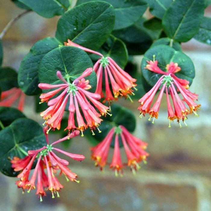 Sausmedis brauno (Lonicera brownii) 'Dropmore Scarlet'