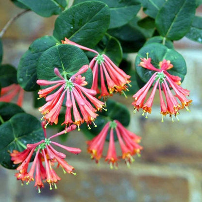 Sausmedis brauno (Lonicera brownii) 'Dropmore Scarlet'