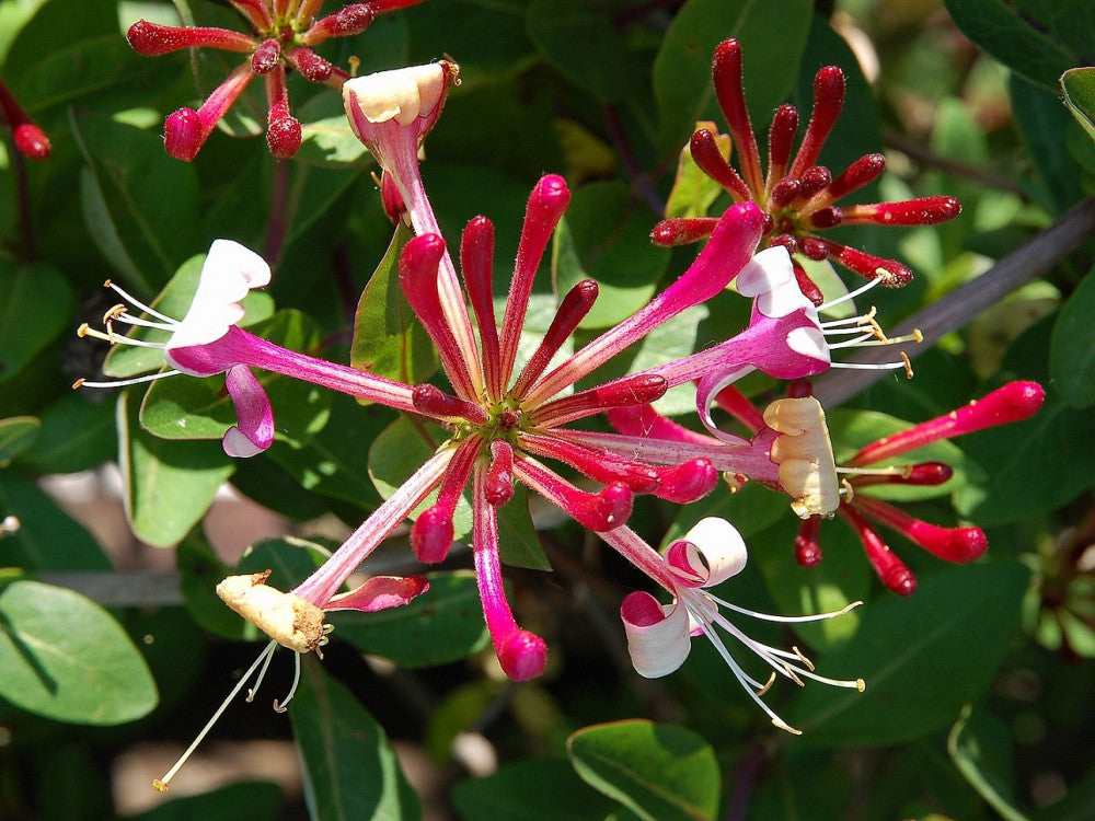 Sausmedis vijoklinis  (Lonicera periclymenum) 'Belgica Select'