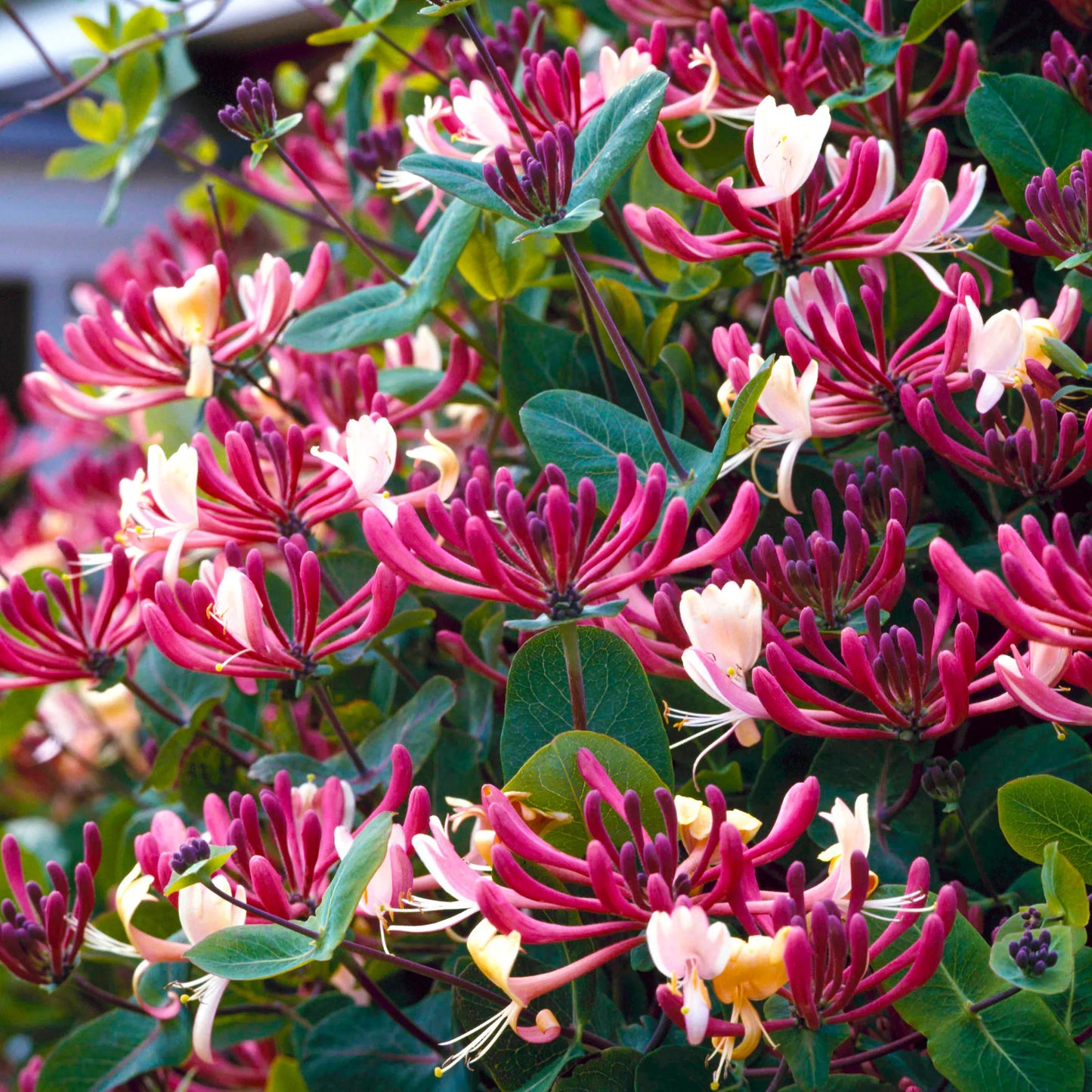Sausmedis vijoklinis (Lonicera periclymenum) 'Belgica Select'