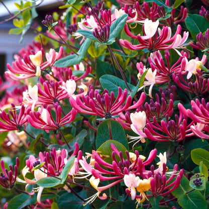 Sausmedis vijoklinis (Lonicera periclymenum) 'Belgica Select'