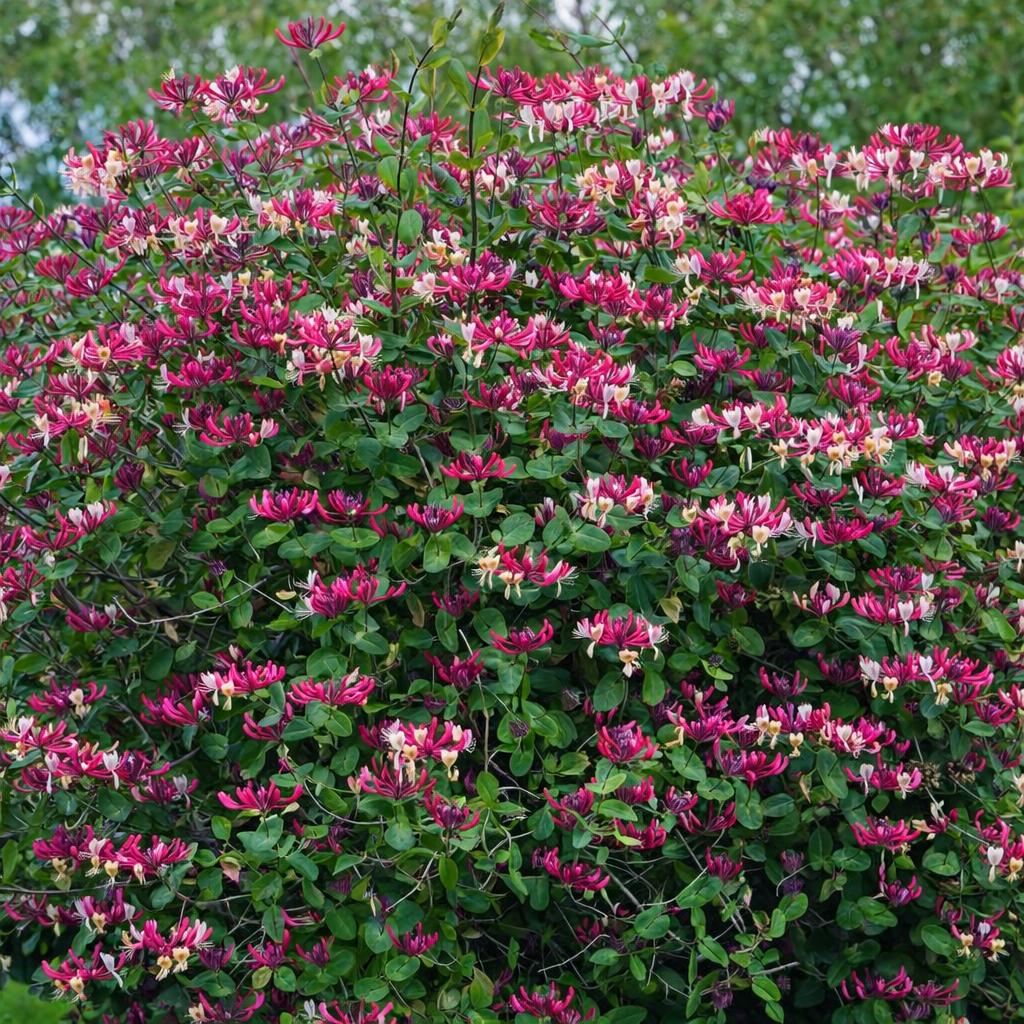 Sausmedis vijoklinis (Lonicera periclymenum) 'Belgica Select'