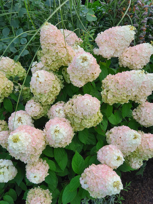 Hortenzija šluotelinė (Hydrangea paniculata) 'Magical Mont Blanc'