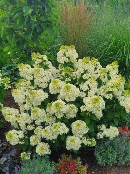 Hortenzija šluotelinė (Hydrangea paniculata) 'Magical Mont Blanc'