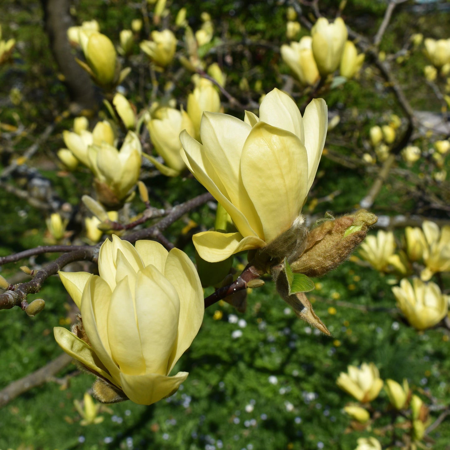 Magnolija (Magnolia) 'Butterflies’