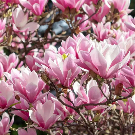 Magnolija (Magnolia) 'George Henry Kern'