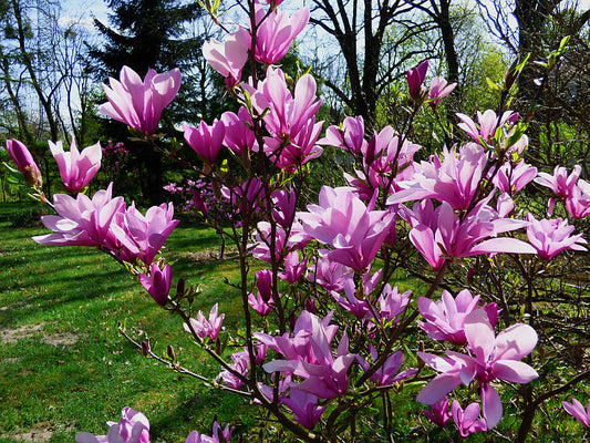 Magnolija (Magnolia) 'Judy'