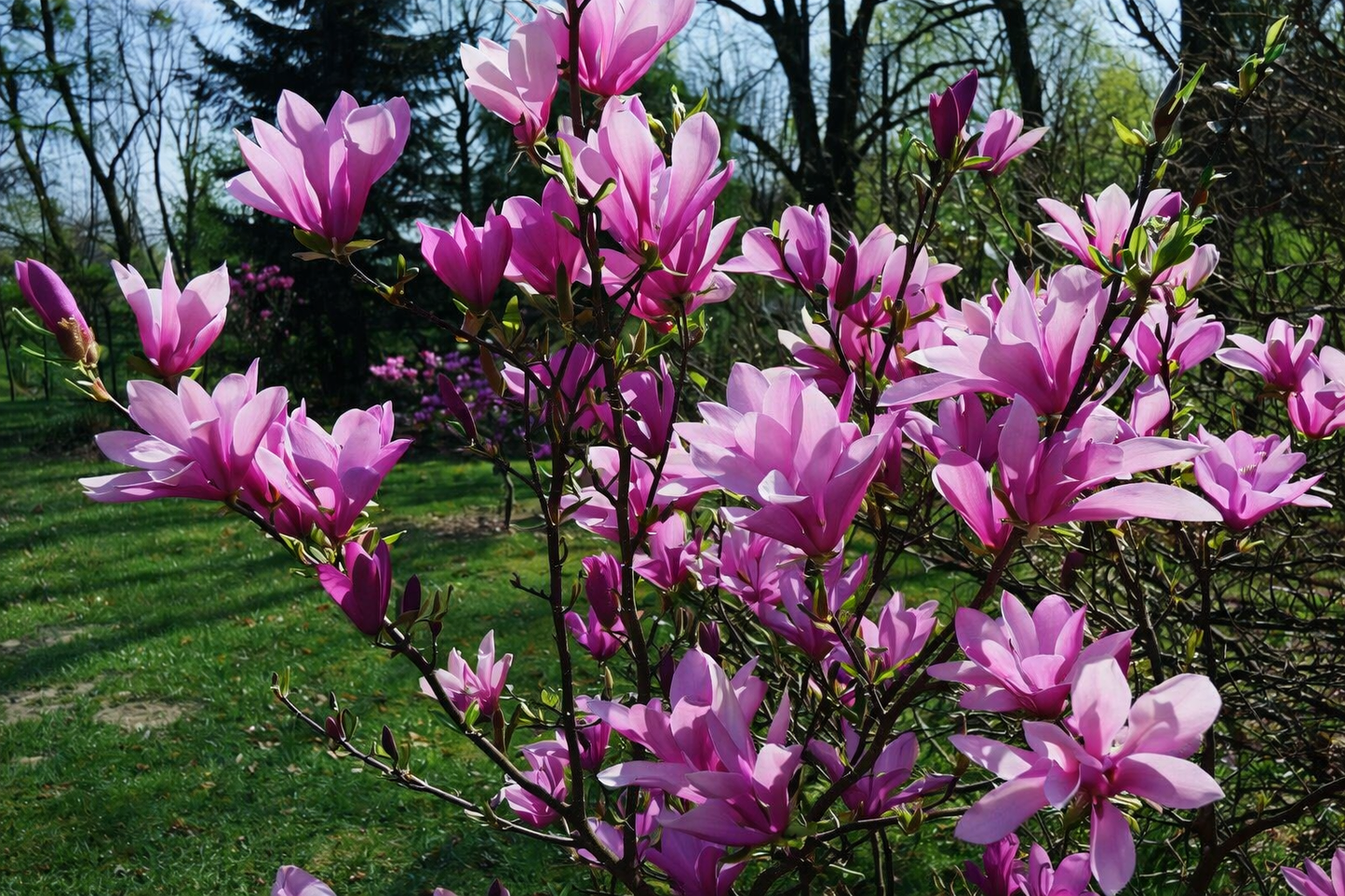 Magnolija (Magnolia) 'Judy'