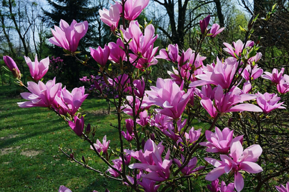 Magnolija (Magnolia) 'Judy'