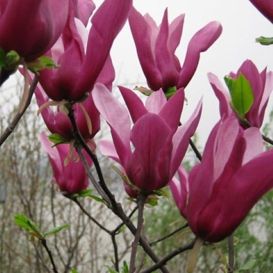 Magnolija (Magnolia) 'Orchid'