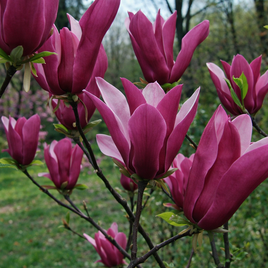 Magnolija (Magnolia) 'Orchid'