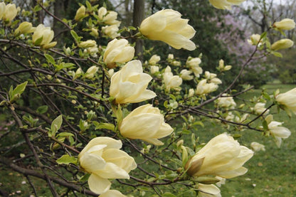 Magnolija (Magnolia) 'Yellow Lantern'