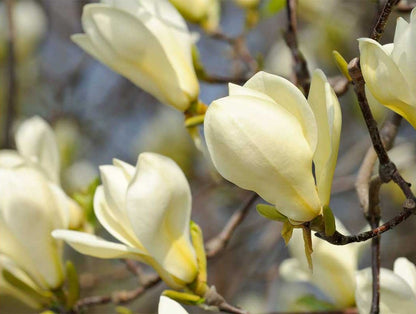 Magnolija (Magnolia) 'Yellow Lantern'