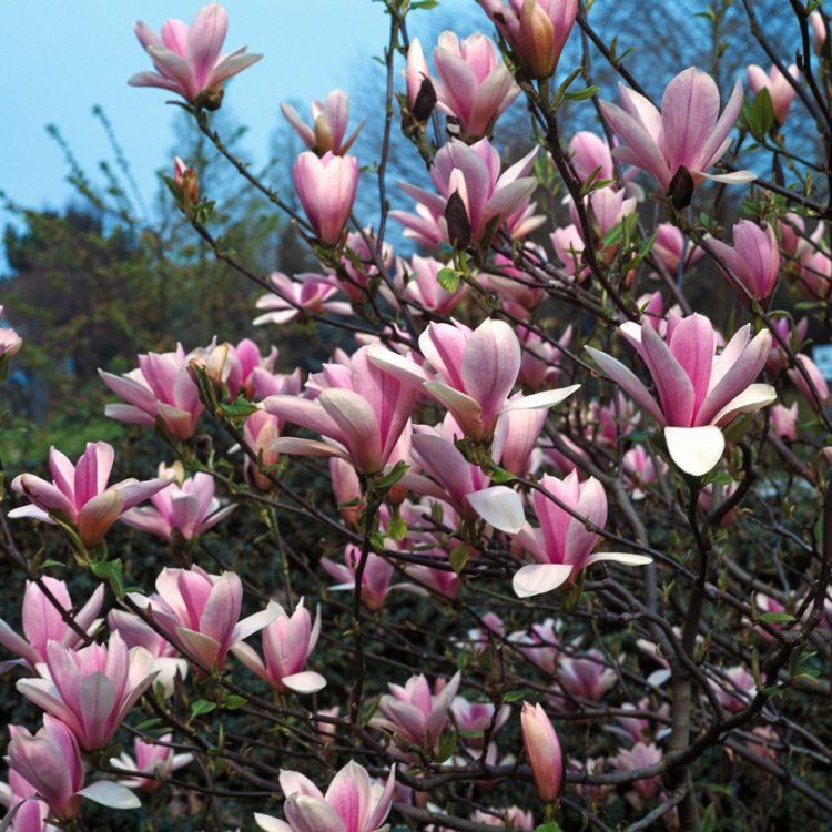 Magnolija sulanžo (Magnolia soulangeana) 'Heaven Scent'