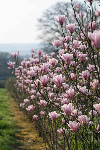 Magnolija sulanžo (Magnolia soulangeana) 'Heaven Scent'