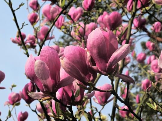 Magnolija sulanžo (Magnolia soulangeana) 'Lennei'