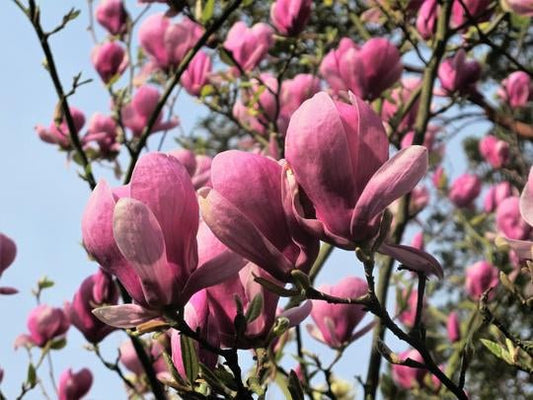 Magnolija sulanžo (Magnolia soulangeana) 'Lennei'