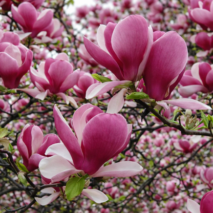 Magnolija sulanžo (Magnolia soulangeana) 'Lombardy Rose'