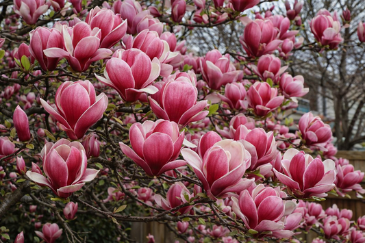 Magnolija sulanžo (Magnolia soulangeana) 'Rustica Rubra'